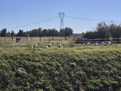 African Sacred Ibis