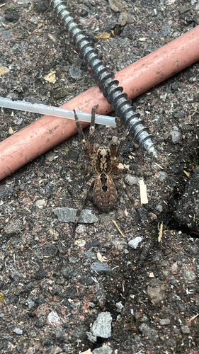 Mediterranean Spiny False Wolf Spider