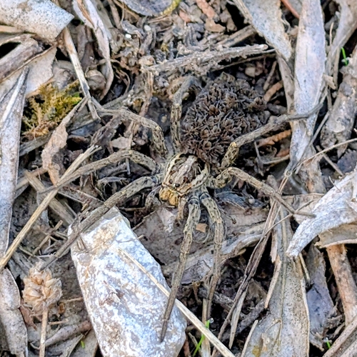 Radiated Wolf Spider