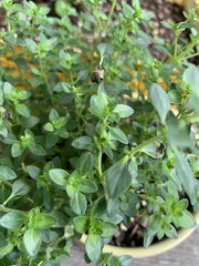 Thymus × citriodorus