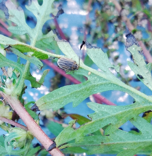 ragweed leaf beetle
