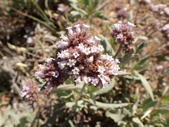 Eriodictyon traskiae