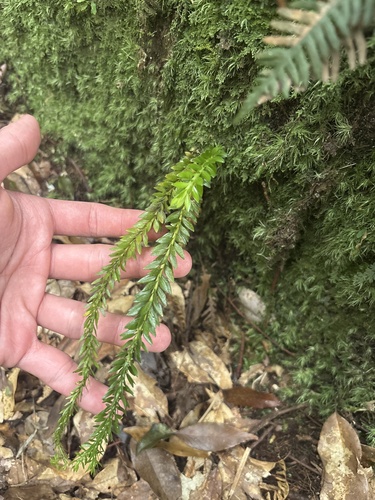 Phlegmariurus fordii observed 2026-10-13
