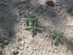 Seseli dichotomum
