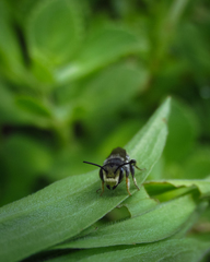 Apoidea