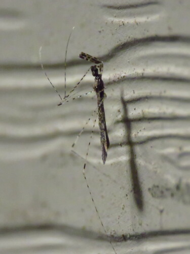 Empicoris rubromaculatus observed 2026-10-13