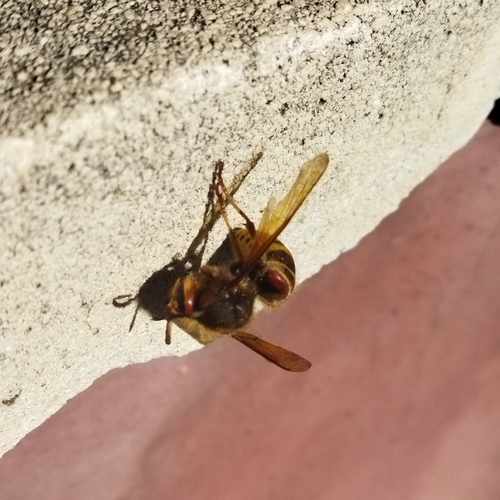 European Hornet