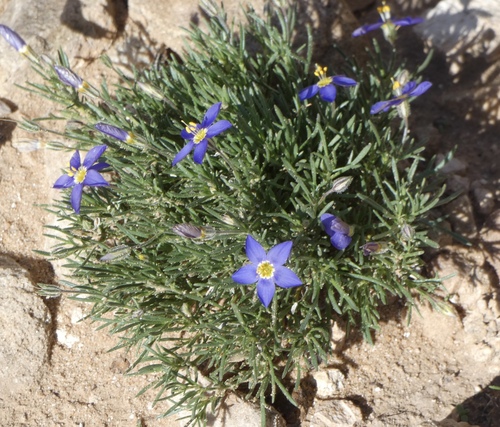 Prickleaf Gilia