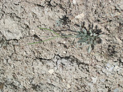 Matthiola odoratissima