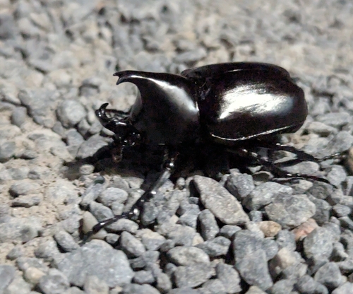 Australian Rhinoceros Beetle