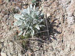Matthiola odoratissima