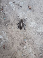 Dorcadion holosericeum