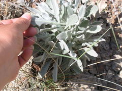 Matthiola odoratissima