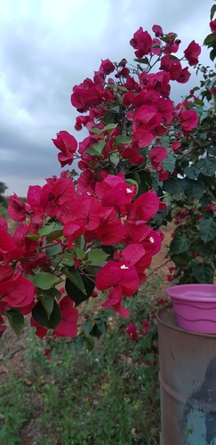 Bougainvillea glabra observed 2026-10-12