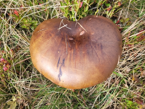 Dotted Stem Bolete