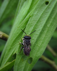 Apoidea