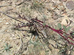 Capparis spinosa herbacea