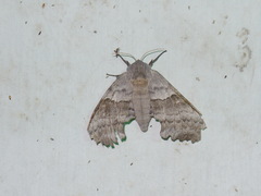Pachysphinx occidentalis