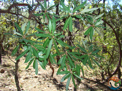 Comarostaphylis polifolia