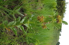Pachycarpus appendiculatus