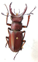 Lucanus marazziorum