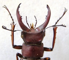 Lucanus marazziorum