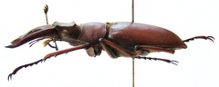 Lucanus marazziorum