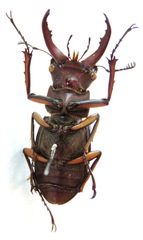 Lucanus marazziorum