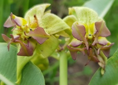 Pachycarpus appendiculatus