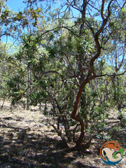 Comarostaphylis polifolia