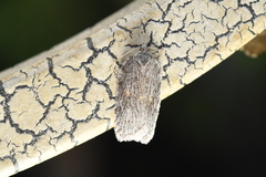Acleris maximana