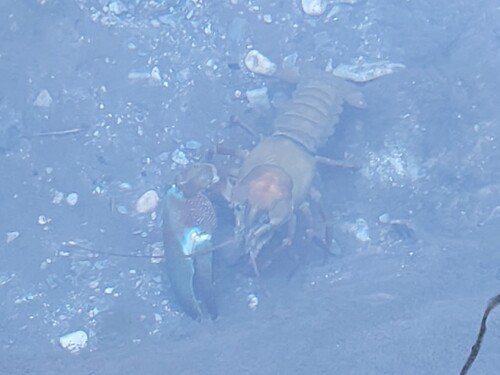 Signal Crayfish