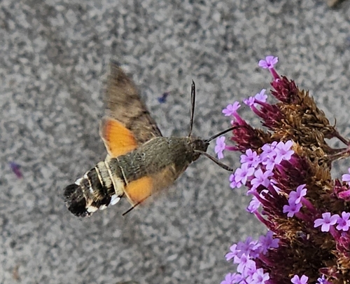 Eurasian Hummingbird Hawkmoth