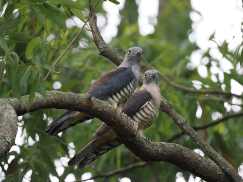 Pacific Baza