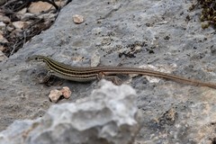 Aspidoscelis gularis