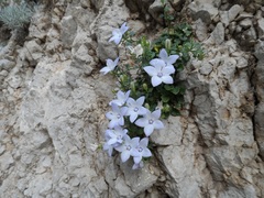Campanula fragilis fragilis