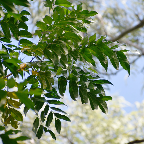Ganophyllum falcatum observed 2026-08-03