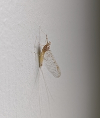 Maccaffertium mediopunctatum mediopunctatum