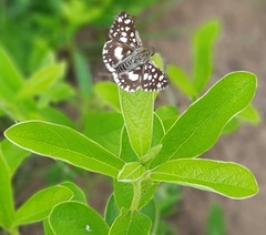 Ernsta dromus