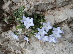 Campanula fragilis fragilis