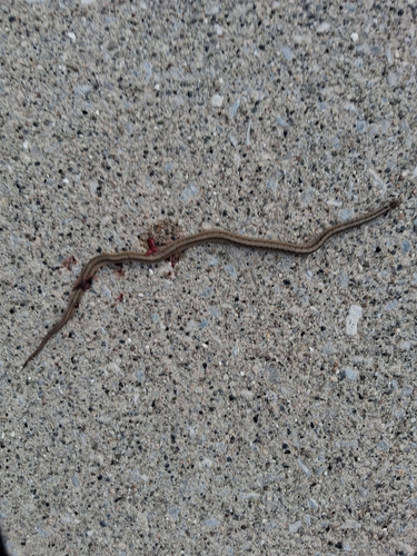 DeKay's Brownsnake