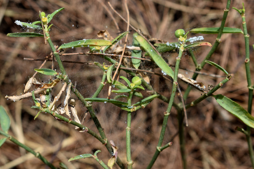 Euphorbia tannensis, 2026-08-03