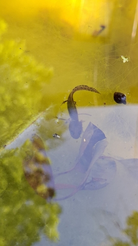 Italian Crested Newt
