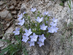 Campanula fragilis fragilis
