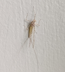 Maccaffertium mediopunctatum mediopunctatum