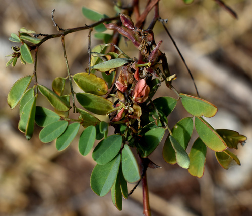 Indigofera tinctoria observed 2026-08-03