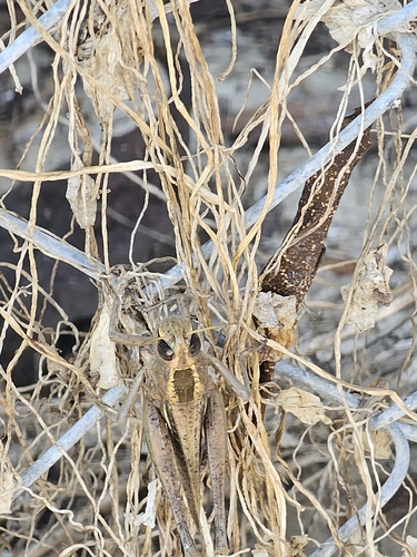 Lamenting Grasshopper