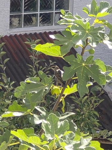 European Starling