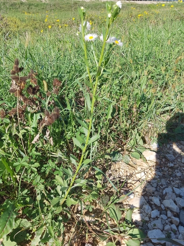 annual fleabane