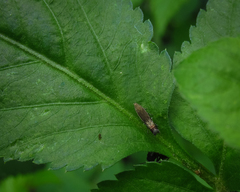 Lepidoptera